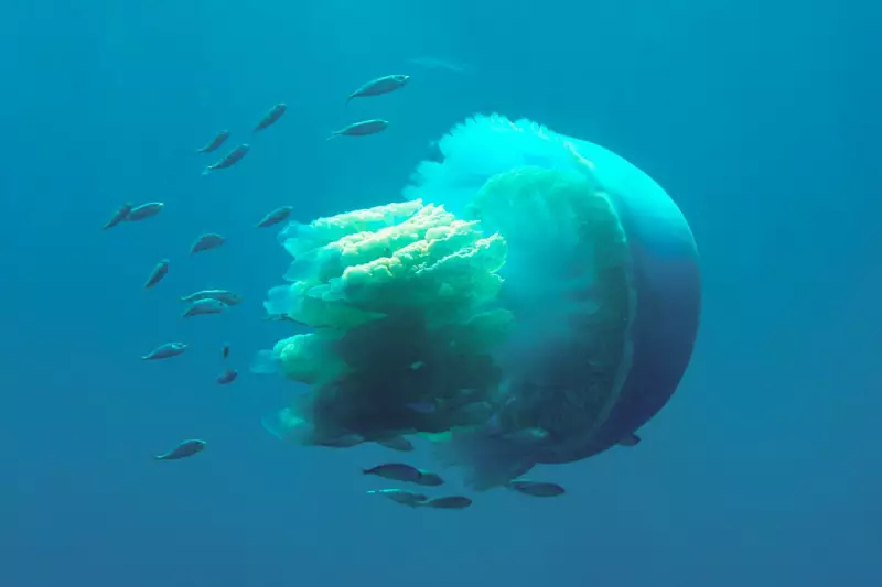 Giant Barrel Jellyfish Invasion: UK Coastlines Experience Unprecedented Surge