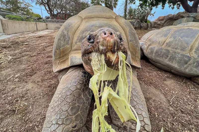 Gramma the Galápagos Tortoise, San Diego Zoo's Oldest at 141, Dies