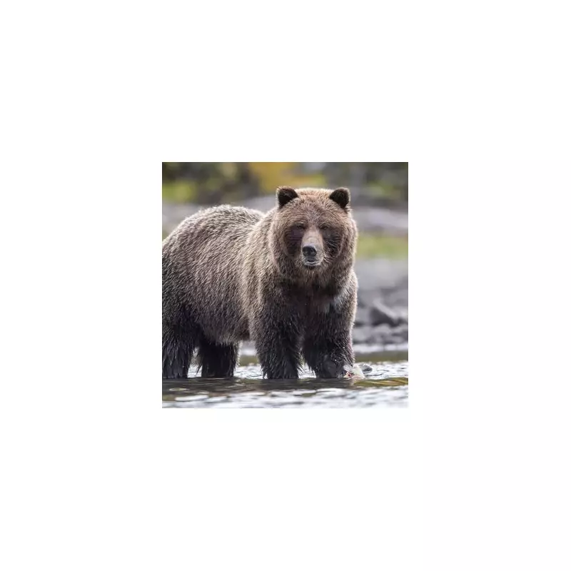 Grizzly Bear Attack: 11 Injured in School Outing Horror in Canada