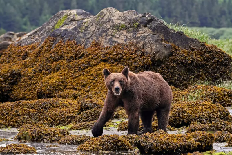 Grizzly Bear Attack in Canada: 11 Injured as Teachers Fight Off Bear