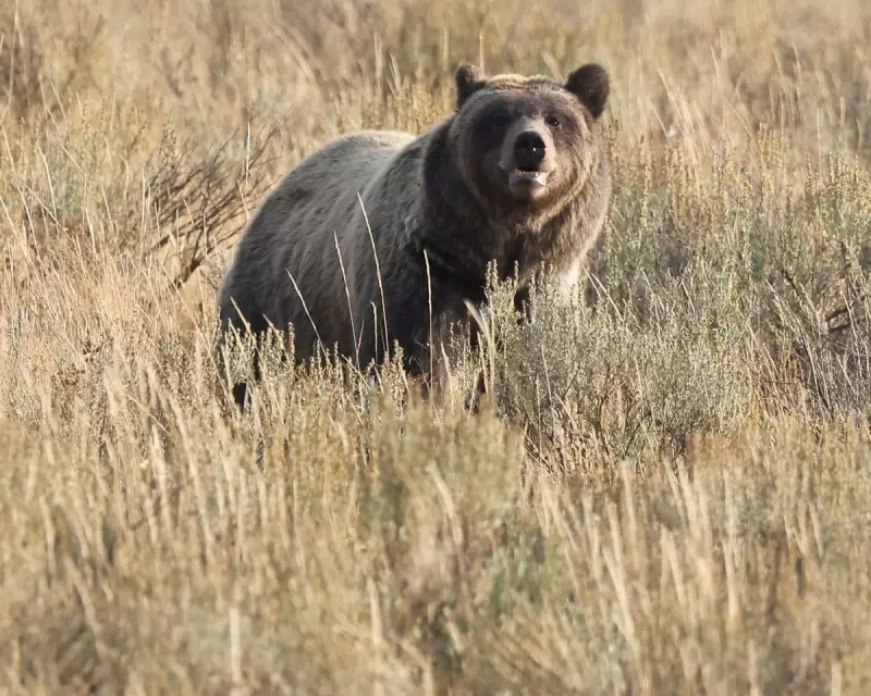 Grizzly Bear Attack in Canada Leaves 11 Injured, Two Critical