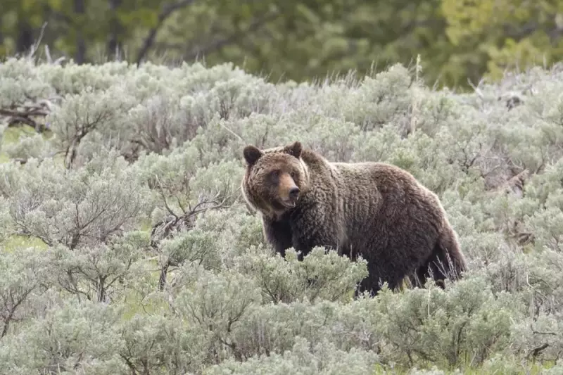 Grizzly Bear Attack Injures Children and Teacher in Canada