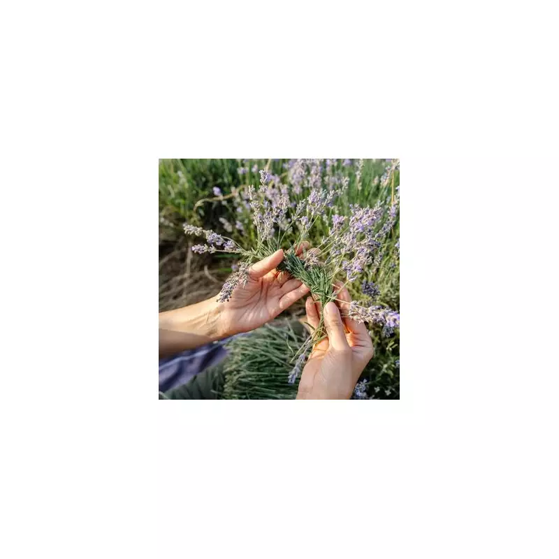 Grow Lavender Forever: The Gardener's Secret to Perennial Purple Paradise