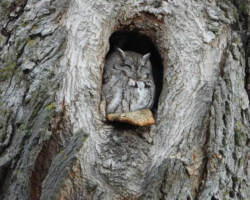 Guardian Readers' Stunning Photo Collection: From Owls to Moon Art