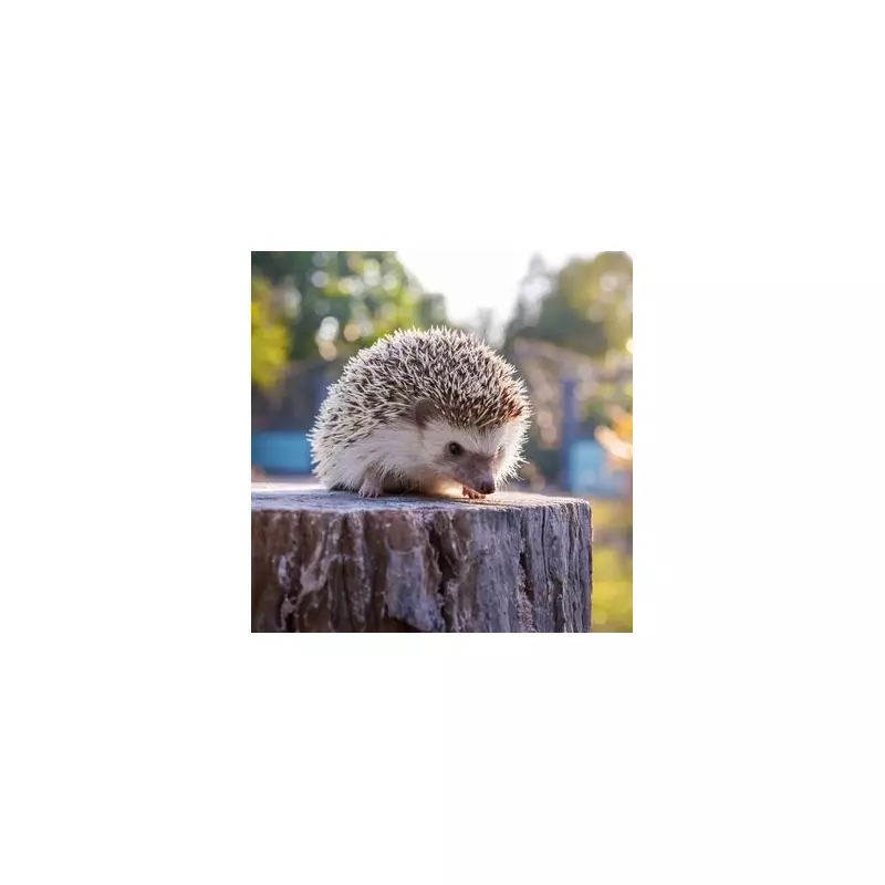 Help Hedgehogs Survive Winter: Simple November Garden Tips