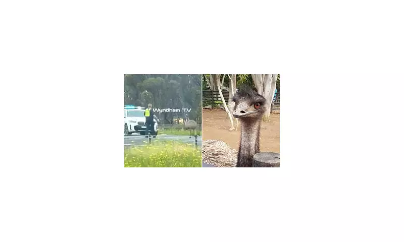 Highway Havoc: Emu Brings Princes Freeway to Complete Standstill in Bizarre Rush Hour Drama