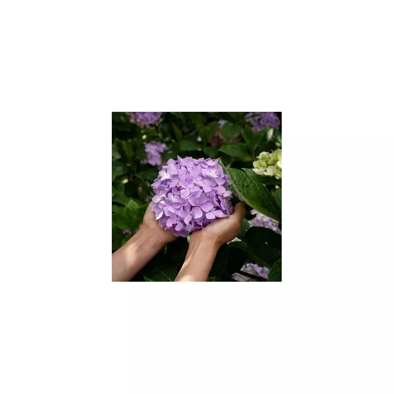 Hydrangea Hacks: Your Ultimate Guide to Stunning Blooms All Season Long