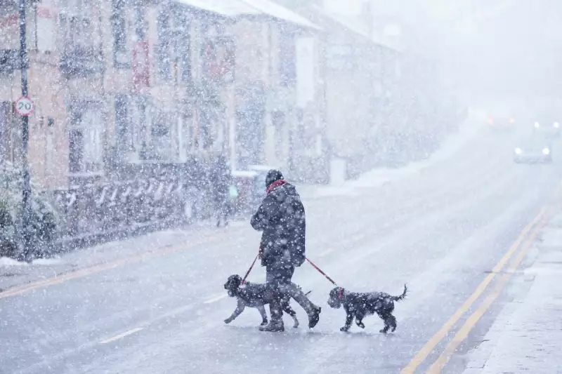 Is It Too Cold to Walk Your Dog? Expert Winter Pet Care Tips