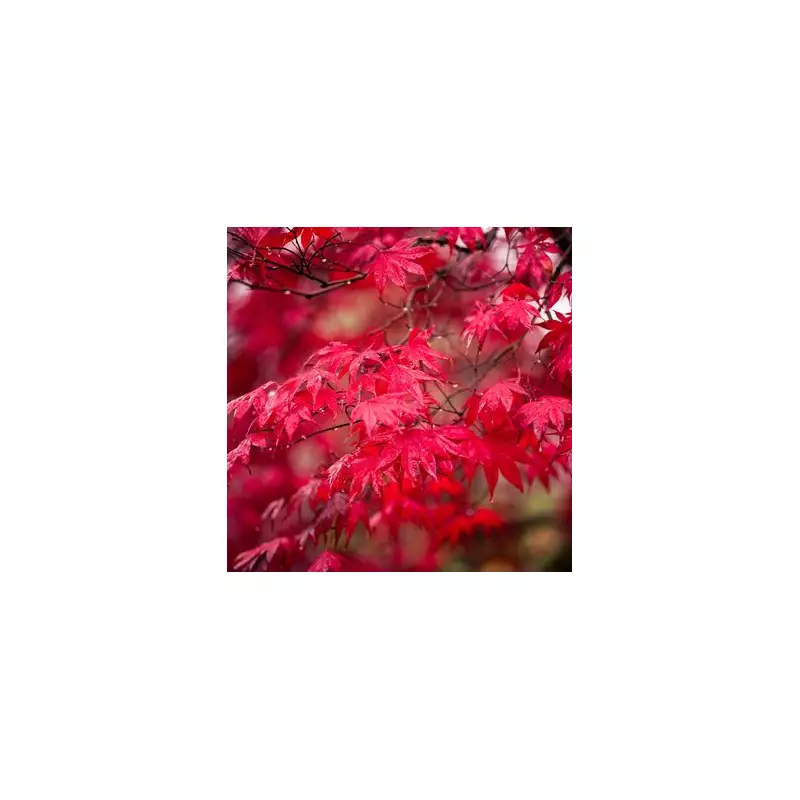 Japanese Maple Mastery: 5 Expert Tips for Spectacular Autumn Colour in Your Garden