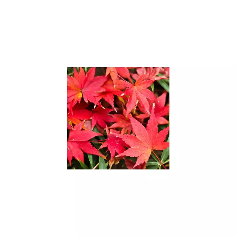 Late November Pruning: Expert's 1 Vital Task for Thriving Japanese Acers