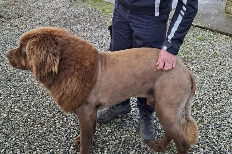Lion on the Loose in Clare: Police Hunt Big Cat After Mountshannon Sighting