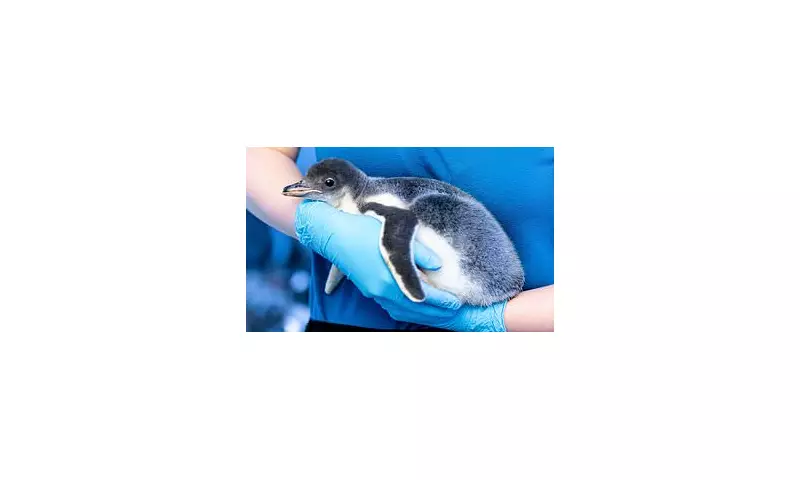 London Aquarium Defends Basement Penguins as MPs Demand Release