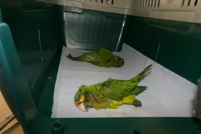 Man charged for smuggling sedated parakeets in his pants at US-Mexico border