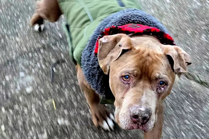 Michigan vet gets 10-day jail sentence in homeless man's dog dispute