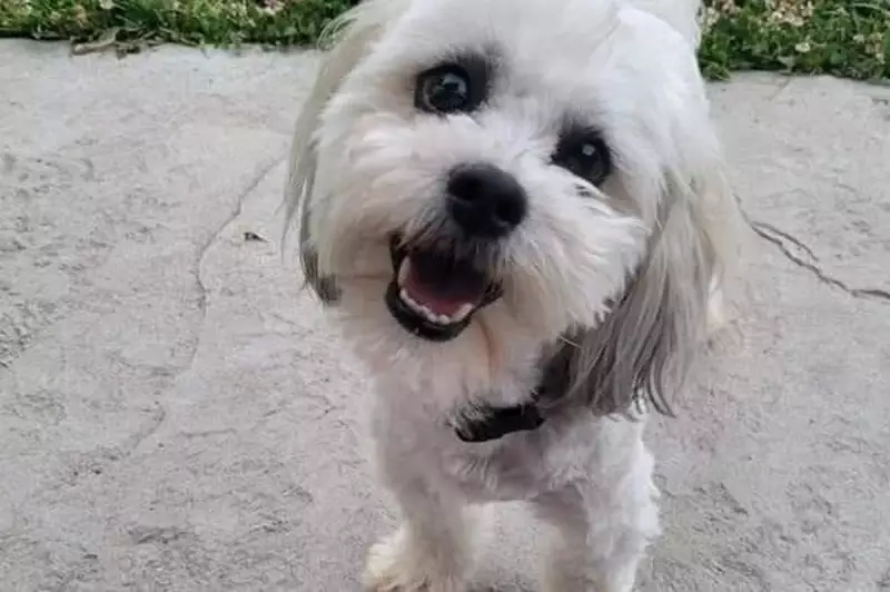 Missouri City Pays $500k Over Police Shooting of Deaf and Blind Dog