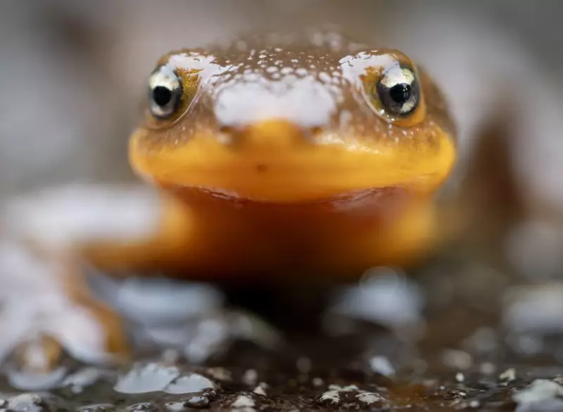Nature's Drama Unfolds: Toxic Newts, Rescued Gibbons and Baby Flying Foxes Steal the Show