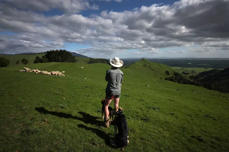 New Zealand's Farming Crisis: 33% Fewer Farms as Youth Struggle