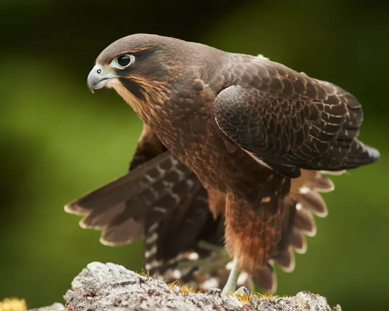 New Zealand's Fierce Falcon Declares War on Cyclists: Kārearea Dive-Bombing Attacks Surge