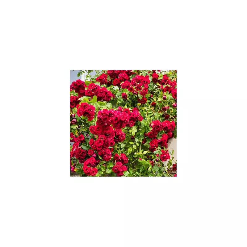 November Rose Care: The Essential Gardening Tasks You Can't Afford to Miss