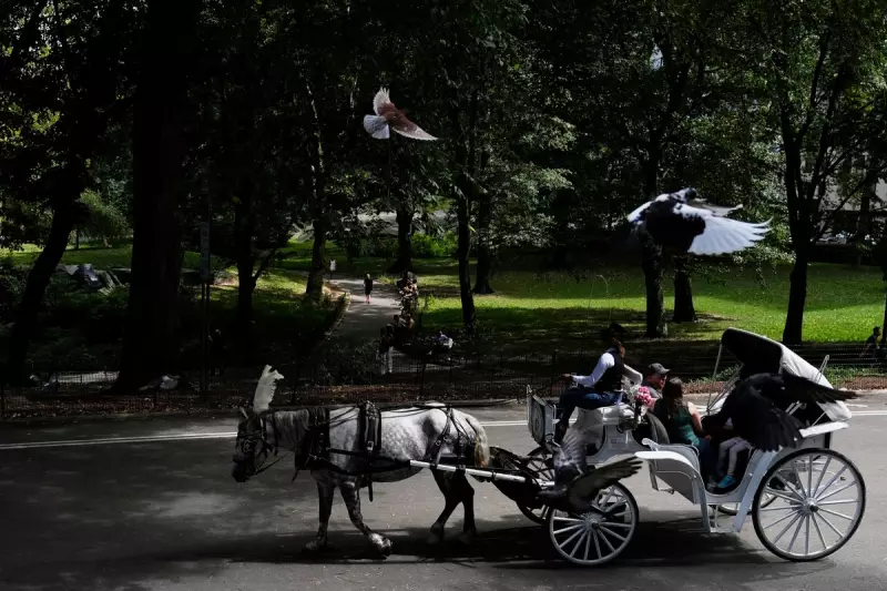 NYC Council Rejects Central Park Horse Carriage Ban After Heated Debate
