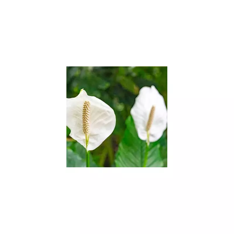 Peace Lily Drooping? The Hidden Cause Every Plant Owner Needs to Know