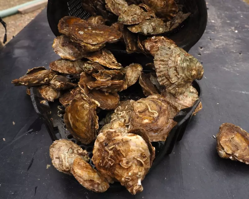 Pearl Mussels Return to British Rivers: A Conservation Triumph for UK Wildlife