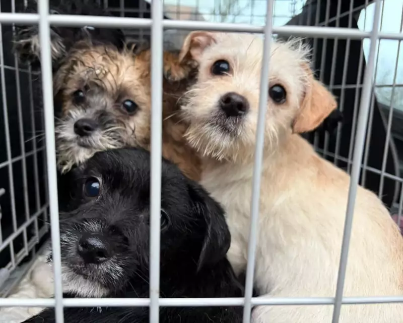 Pet Abandonment Soars 25% as Cost of Living Crisis Bites