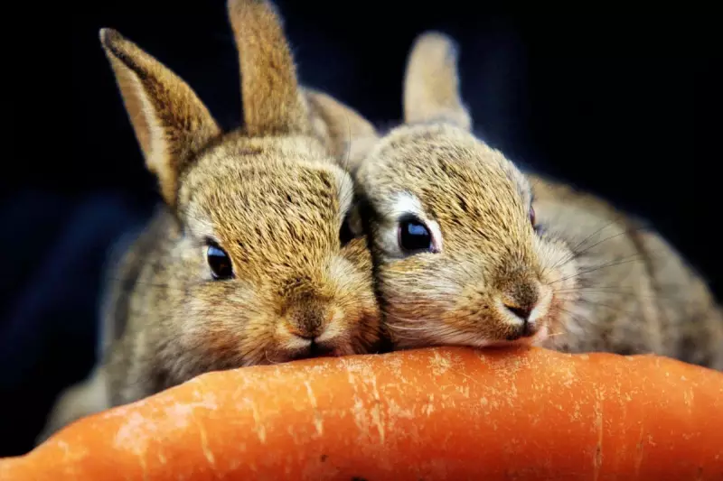 Pets at Home Profits Plunge 84% as Retail Crisis Sparks Urgent Revival Plan