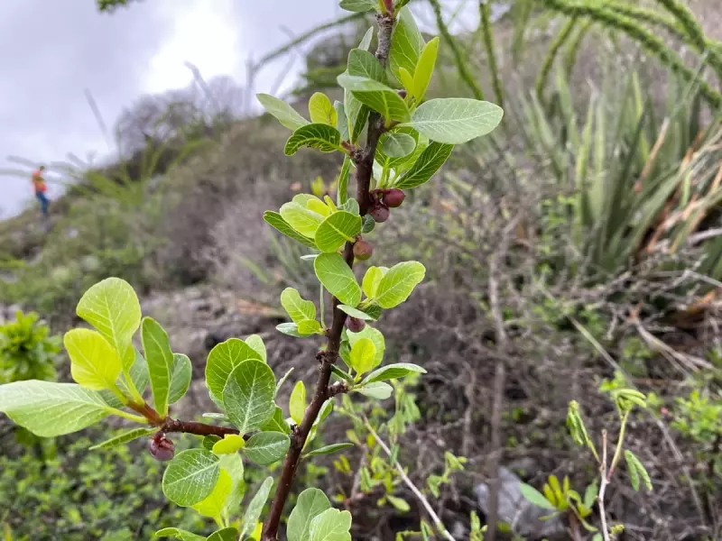 Plant's Toxic Squirts Reach 1.5 Metres in Ancient Arms Race