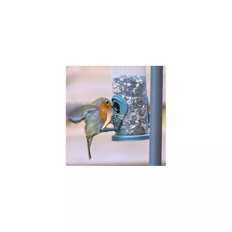 Protect Your Garden Robins: 3 Ways to Deter Bullying Parakeets