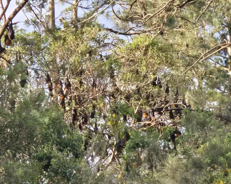Queensland Council Considers Property Buy-Back Over 'Horrendous' Bat Colony