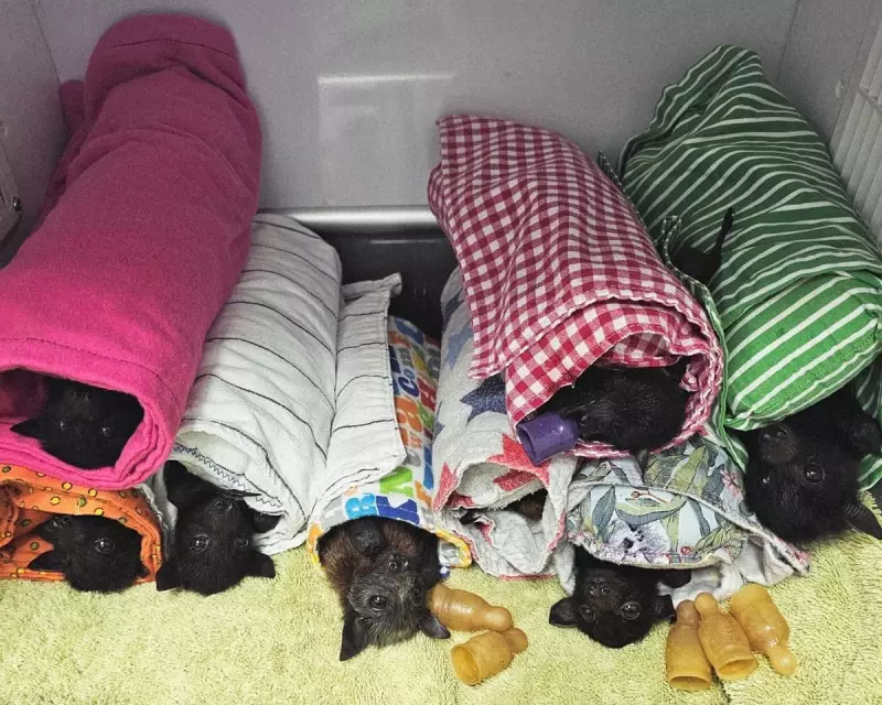 Queensland's Flying Foxes Hospitalised After Giant Hailstorm Pummels Bat Colonies