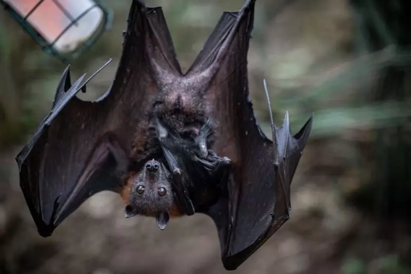 Rabies Alert: Infected Bat Found in Los Angeles County Sparks Health Warning