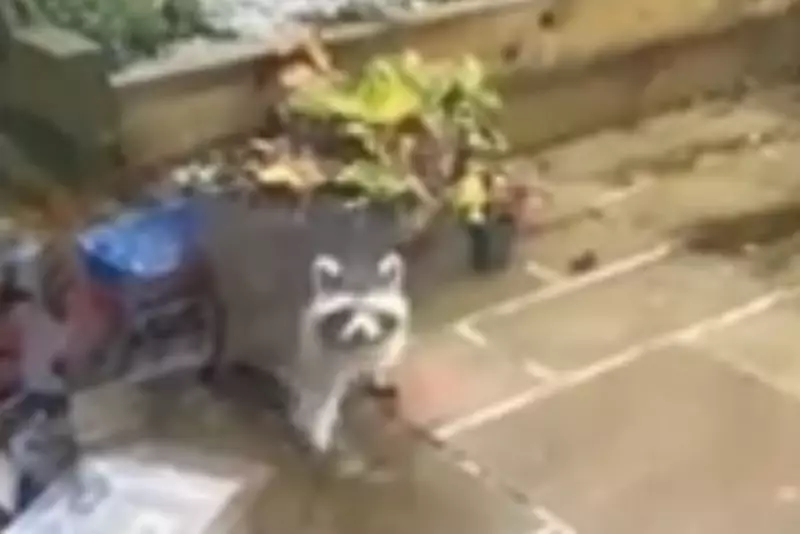 Raccoon on the Loose in Cornwall Garden After Flamingo's French Escape