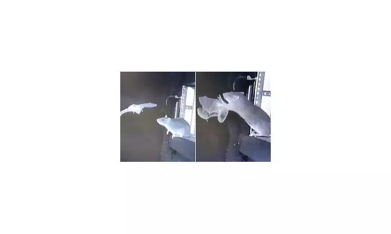 Rats Hunt Bats in Darkness, Sparking Pandemic Fears in Europe