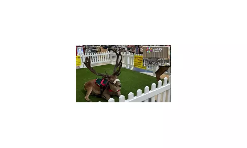 Reindeer Outcry at Newcastle Shopping Centre Sparks Animal Welfare Debate