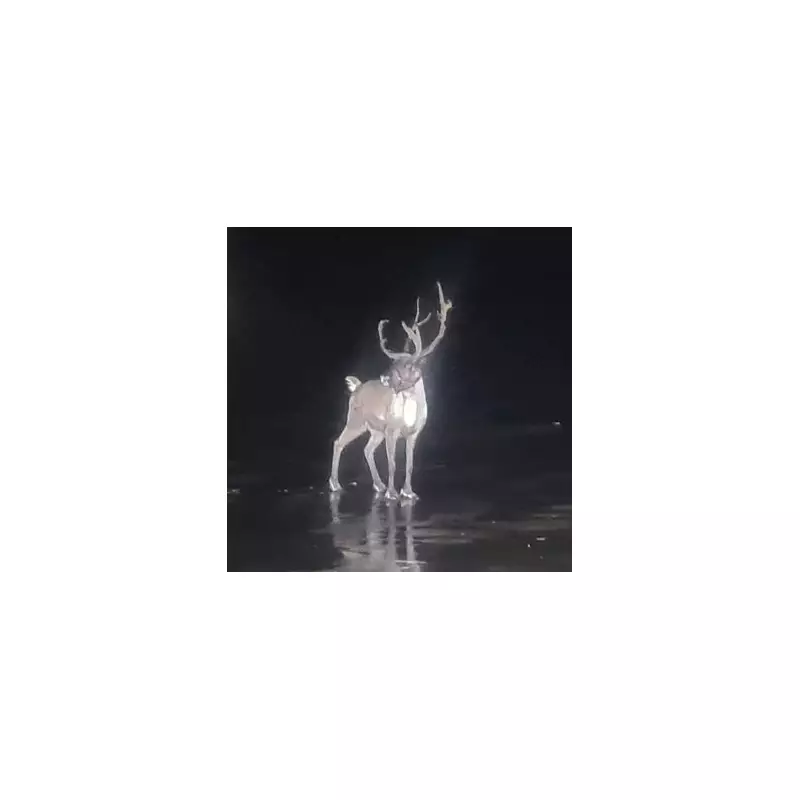 Reindeer Rescue: Multi-Agency Operation Saves Christmas in Merseyside