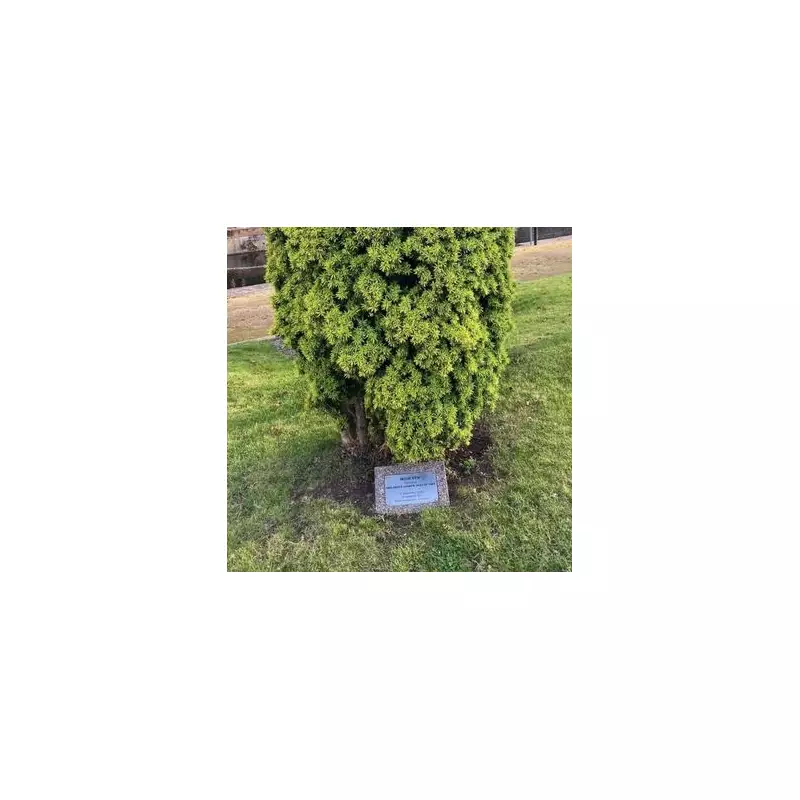 Royal Axe Falls: Prince Andrew's Windsor Castle Tree Faces Chop Over Scandal Fallout