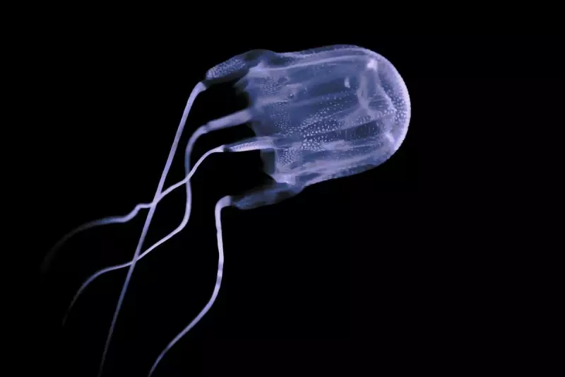 Russian toddler dies after box jellyfish sting on Malaysian holiday