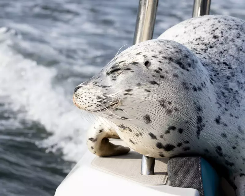 Seal's Dramatic Escape From Orcas by Jumping on Photographer's Boat
