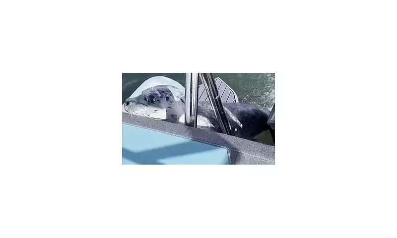 Seal's Dramatic Escape From Orcas by Leaping Onto Boat Near Seattle