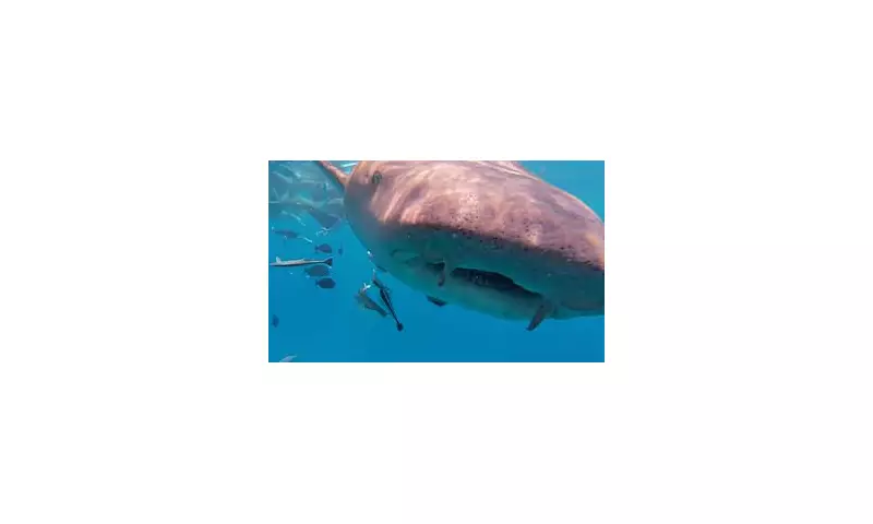 Shark Attack Horror: Terrifying Video Shows Swimmer's Close Encounter