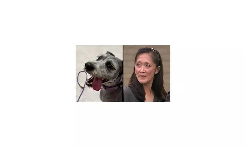 Shocking Discovery: Family Dog Tests Positive for Methamphetamine in California Park