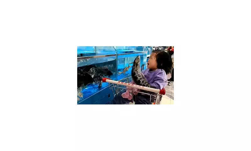 Shocking Moment Supermarket Fish Slaps Young Girl in Viral Tank Video