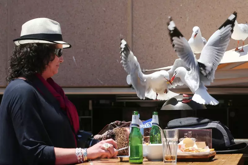 Shout, Don't Speak: Scientists Find Best Way to Deter Food-Stealing Gulls
