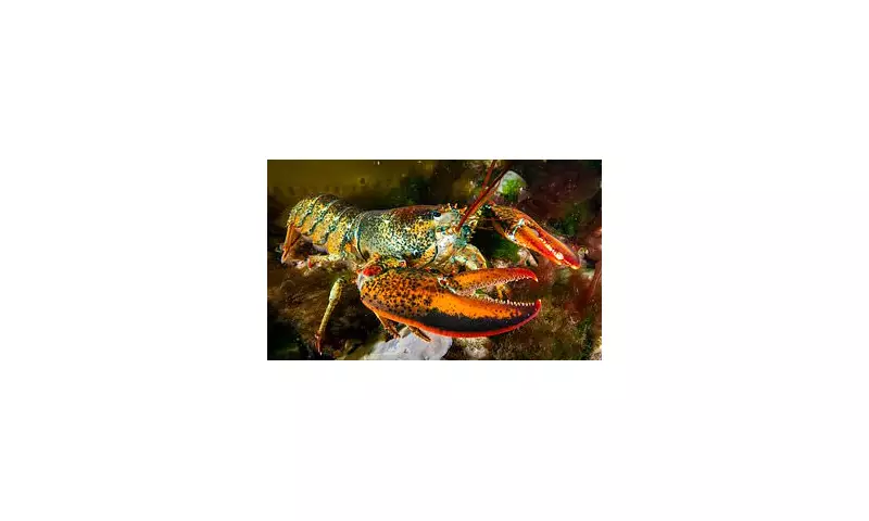 Silent Invaders: How Microplastics Are Infiltrating Our Lobsters and Seafood Supply