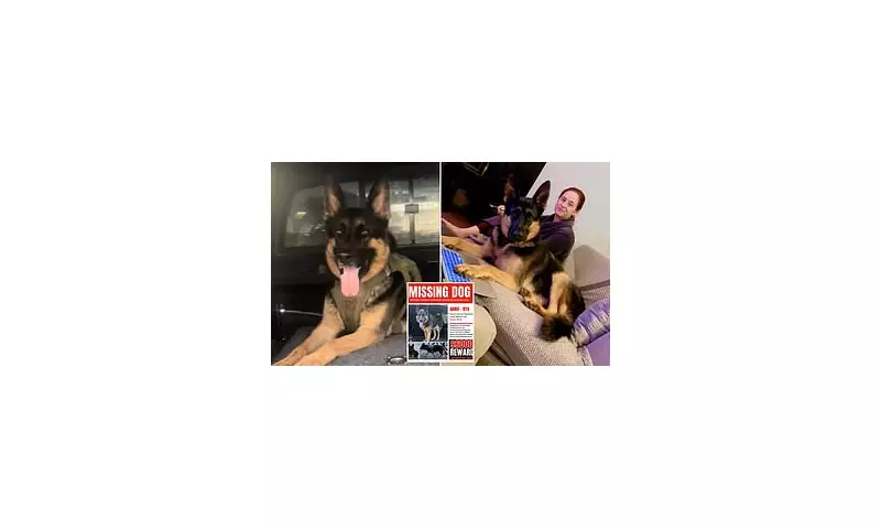 Stolen Ute Tragedy: Beloved Family Dog Found Dead After Week-Long Search