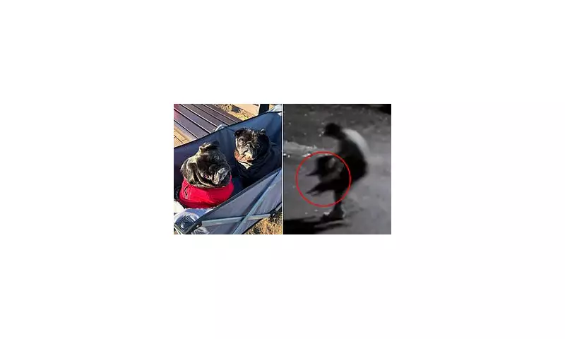 Sydney woman's $5,000 reward after pugs snatched from garden in CCTV theft