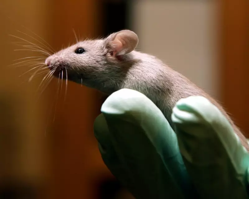 UK Animal Testing: 2.8 Million Lives Lost, A Call for Change