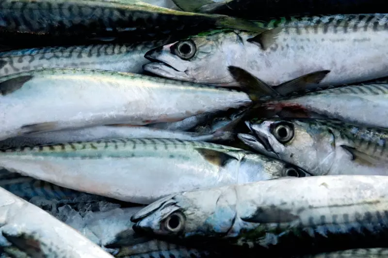 UK condemned for 'pitiful' rejection of sustainable mackerel fishing quotas